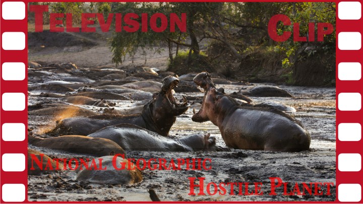 Exclusive clip Hippo Fight from National Geographic HOSTILE&nbsp;PLANET